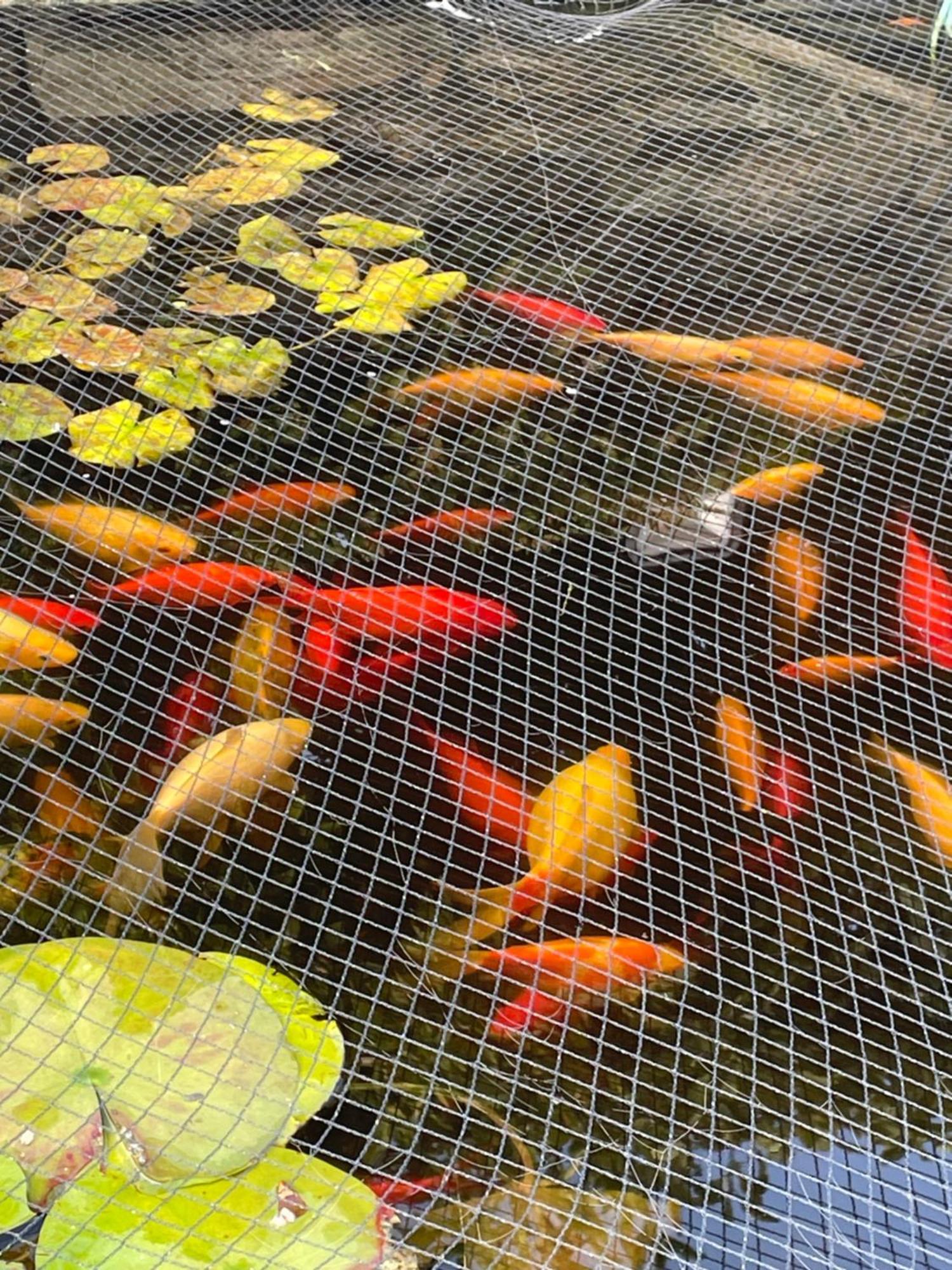 欧肯霍特农场住宿加早餐旅馆 弗林特 外观 照片